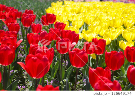 Beautiful tulip flower garden. The Expo 70 Commemorative Park, Osaka, Japan 126649174