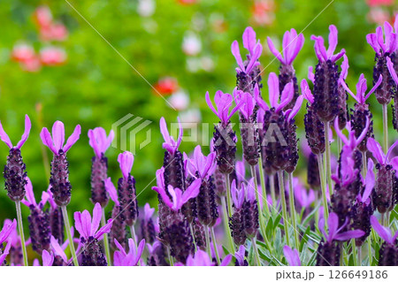 Beautiful purple flowers of French Lavender Beautiful purple flowers of French Lavender 126649186