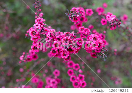 Manuka plant in bloom, pink flower Manuka plant in bloom, pink flower 126649231