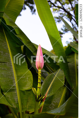 Bossom of bronze banana (Musa laterita) 126649233