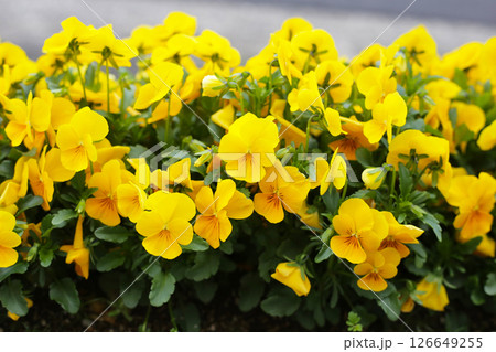 Beautiful pansy flowers in the garden Beautiful pansy flowers in the garden 126649255