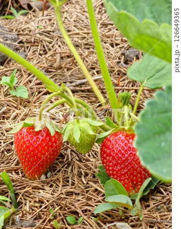 Red and green strawberries growing in a strawberry field 126649365