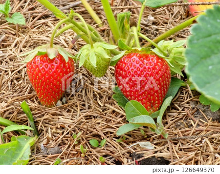 Red and green strawberries growing in a strawberry field, close-up 126649370
