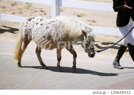 ホースパフォーマンスの風景 ホースパフォーマンスの風景 126649432