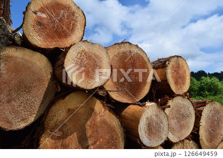 切り出された杉の丸太 山形県庄内 切り出された杉の丸太 山形県庄内 126649459