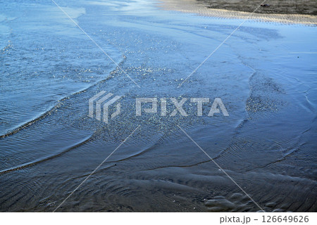 千葉県船橋市 船橋三番瀬海浜公園 千葉県船橋市 船橋三番瀬海浜公園 126649626