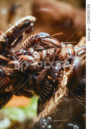 A Group Of Cockroaches All Together A Group Of Cockroaches All Together 126650139
