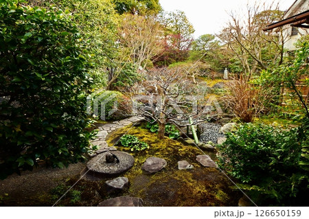 京都府 東寺 観智院・楓泉観の露地庭 京都市 南区 九条町 2022年2月 京都府 東寺 観智院・楓泉観の露地庭 京都市 南区 九条町 2022年2月 126650159