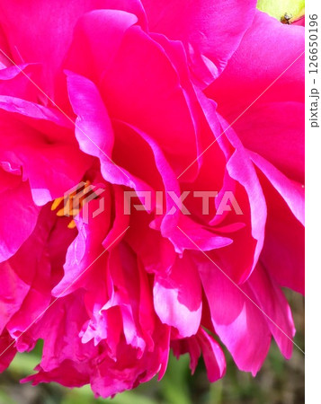 Close-up of a beautiful peony flower. The blossoming burgundy flower serves as a background 126650196