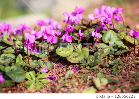 シクラメンの花 コウム シクラメンの花 コウム 126650225