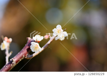 白梅の花　一重 126650229