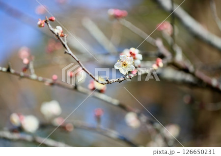 白梅の花 谷の雪 白梅の花 谷の雪 126650231