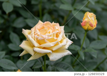 中之条ガーデンズ　ローズガーデンエリアの黄色いバラ 126650329