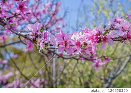 光を浴びて輝く満開のアーモンドの花 光を浴びて輝く満開のアーモンドの花 126650390