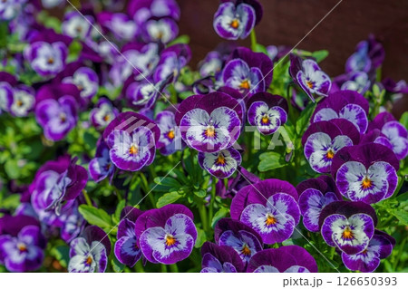 光を浴びて輝く満開の紫のパンジーの花 126650393