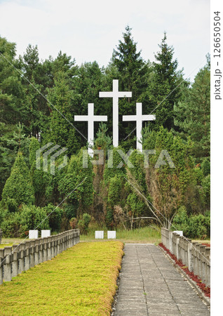 Three white crosses among trees in a green forest Three white crosses among trees in a green forest 126650504