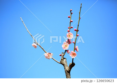 梅の花　天神 126650623