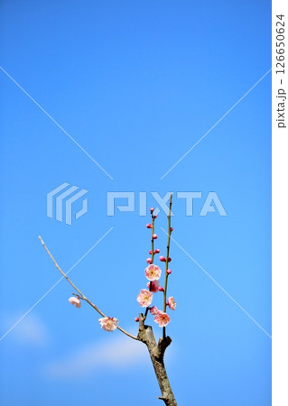 梅の花　天神 126650624