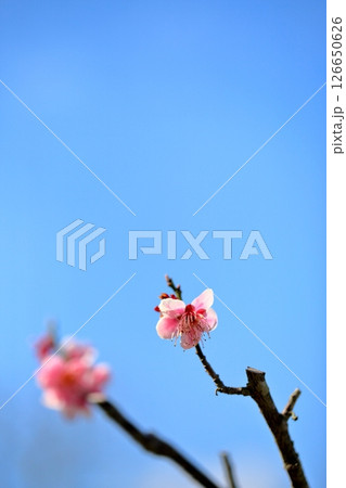 梅の花　萩野 126650626