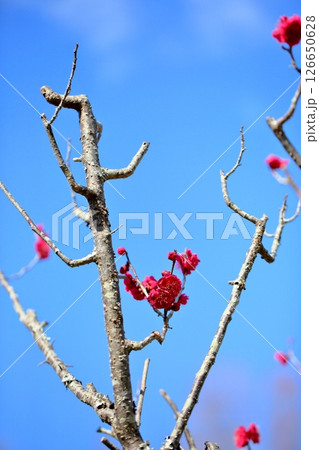 紅梅の花　八重 126650628