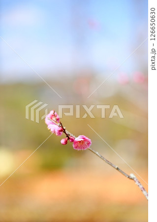 可愛い　ピンクの梅の花 126650630