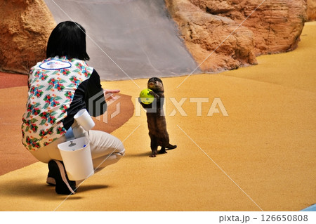 アニマルアクションの風景 126650808