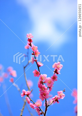 可愛い　ピンクの梅の花　雛曇り 126650851