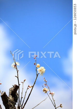 白梅の花 揚羽の蝶 白梅の花 揚羽の蝶 126650853