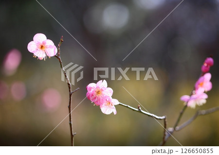 可愛い 梅の花 道知辺 可愛い 梅の花 道知辺 126650855