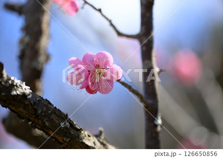 可愛い　梅の花　道知辺 126650856