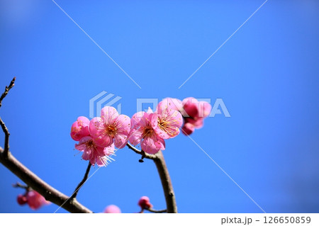 可愛い 梅の花 道知辺 可愛い 梅の花 道知辺 126650859