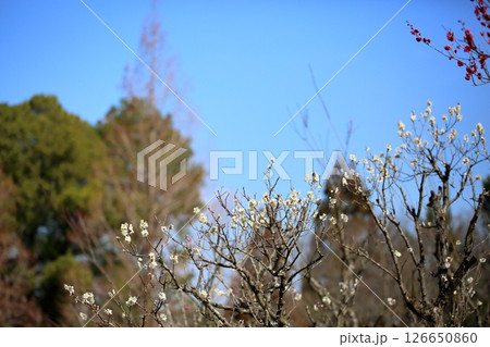 爽やか　白梅の花 126650860