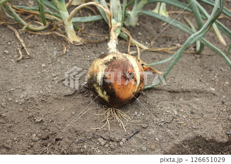 収穫した玉ねぎ 126651029