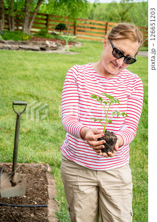 New tomato plant 126651203