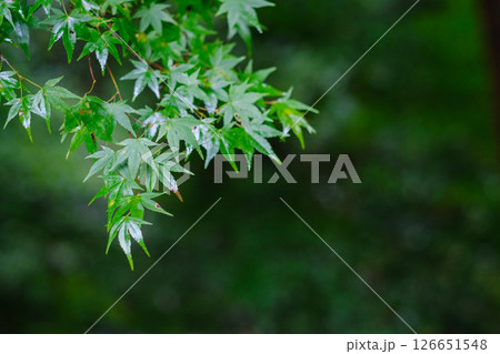 雨に濡れた青紅葉 雨に濡れた青紅葉 126651548