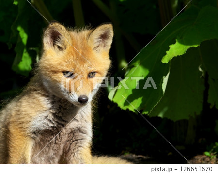 キタキツネの子供 キタキツネの子供 126651670
