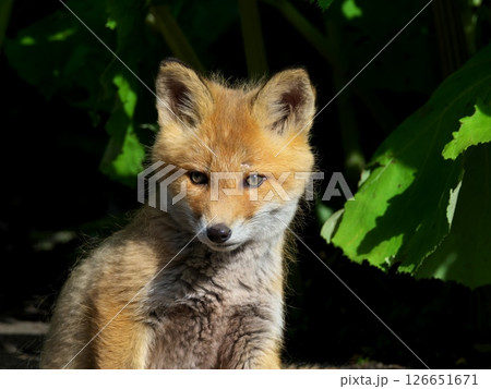 キタキツネの子供 126651671