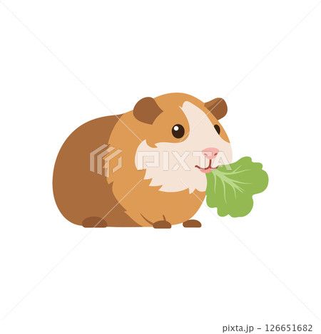 Guinea Pig Eating Leaf Vector Illustration for Tshirt Projects Design Ideas Guinea Pig Eating Leaf Vector Illustration for Tshirt Projects Design Ideas 126651682