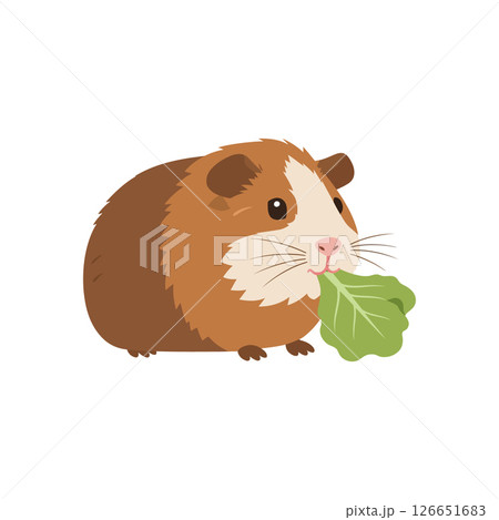 Guinea Pig Eating Leaf Vector Illustration for Tshirt Projects 126651683