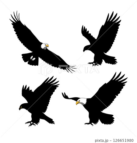 Bald eagle flying and landing silhouette vector illustration in black and white Bald eagle flying and landing silhouette vector illustration in black and white 126651980