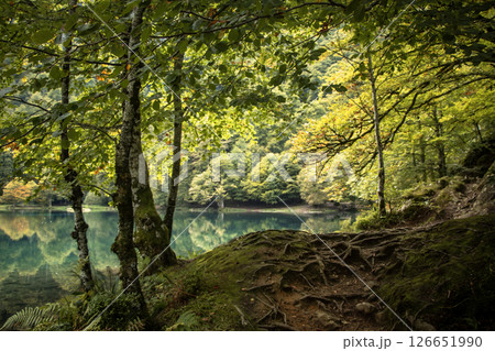 Beautiful ethereal forest and lake scene with autumn colours Beautiful ethereal forest and lake scene with autumn colours 126651990