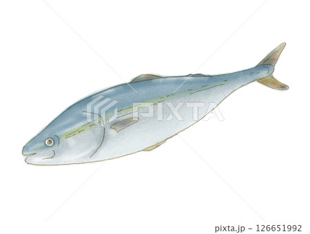 水彩手書き風ブリ 126651992