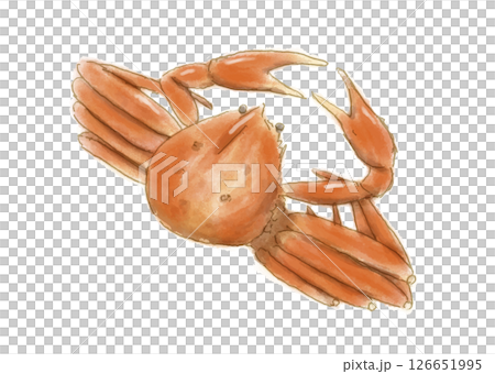 水彩手書き風海の幸カニ 126651995