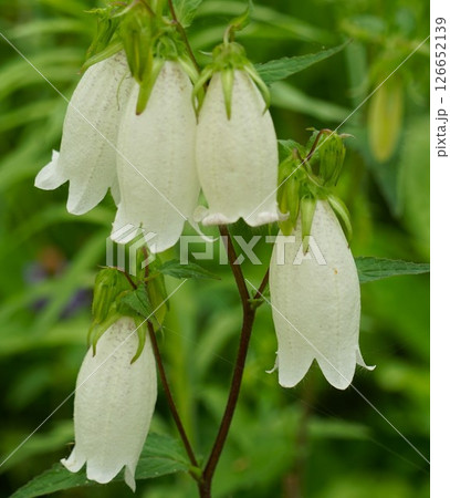 ホタルブクロの白い花 126652139