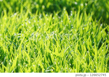 水稲栽培5 水稲栽培5 126652745