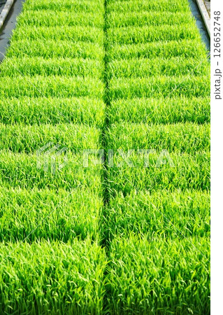 水稲栽培2 126652748