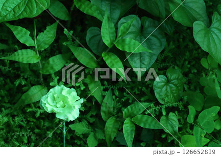 植物の造形とデザインのイメージ 126652819