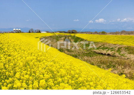 埼玉県熊谷市小八林 荒川支流の和田吉野川沿いの土手一面の菜の花畑 埼玉県熊谷市小八林 荒川支流の和田吉野川沿いの土手一面の菜の花畑 126653542