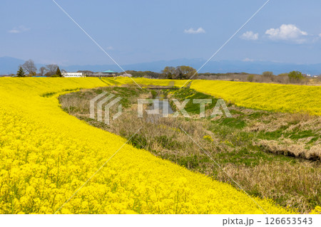 埼玉県熊谷市小八林　荒川支流の和田吉野川沿いの土手一面の菜の花畑 126653543