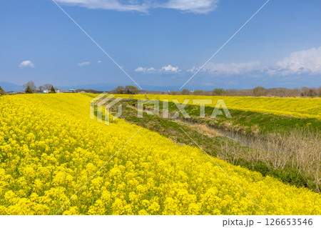 埼玉県熊谷市小八林　荒川支流の和田吉野川沿いの土手一面の菜の花畑 126653546